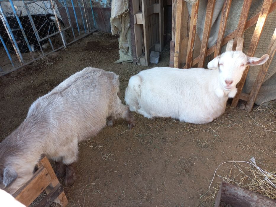 Орыс ешкі лағымен