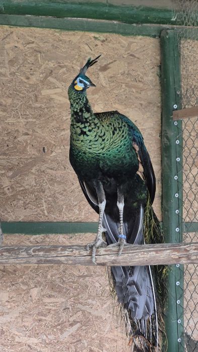 Se vinde pereche matură de păuni M -Muticus și F UN : 3400lei