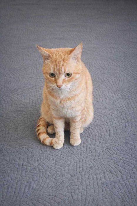 Рыжий котик ищет дом