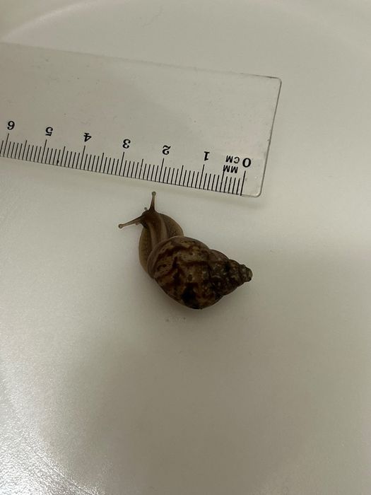 Melci tropicali uriași