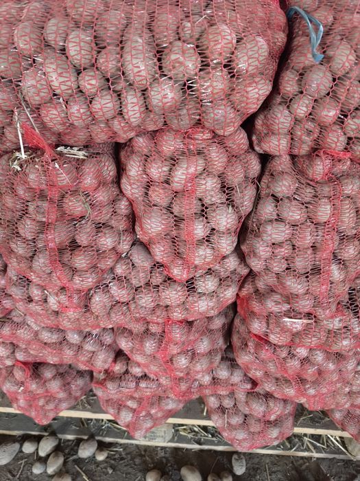 Cartofi samanta substas / pentru animale