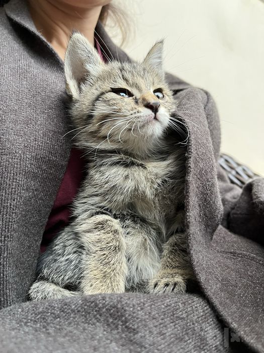 Бесплатно отдам кошка