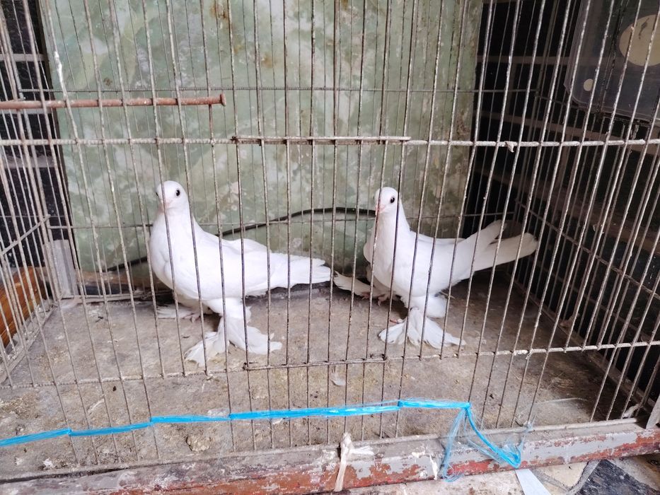 Kaptar Голубь Каптар