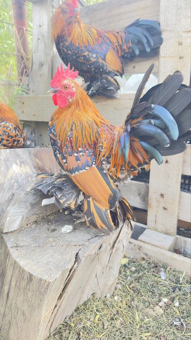 Mii de flori , cocoși !