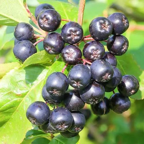 Fructe de aronia