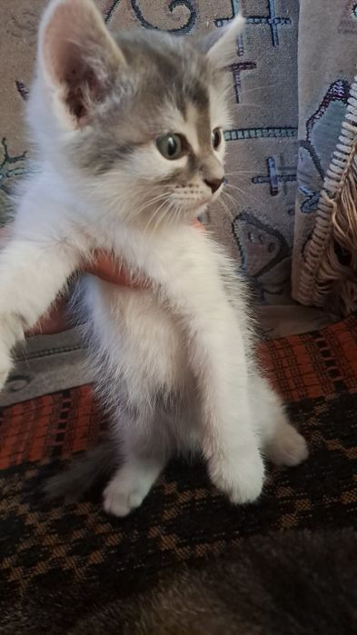 Отдам котёнка в добрые руки