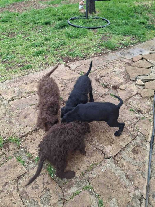 Кучета за трюфели