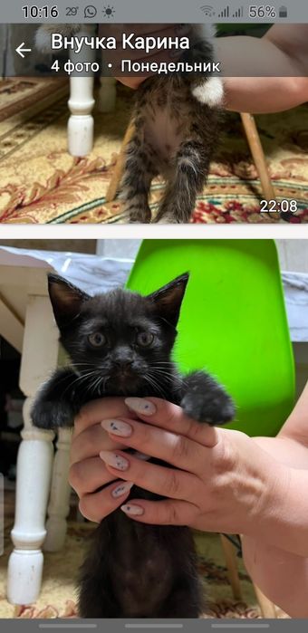 Домашние питомцы