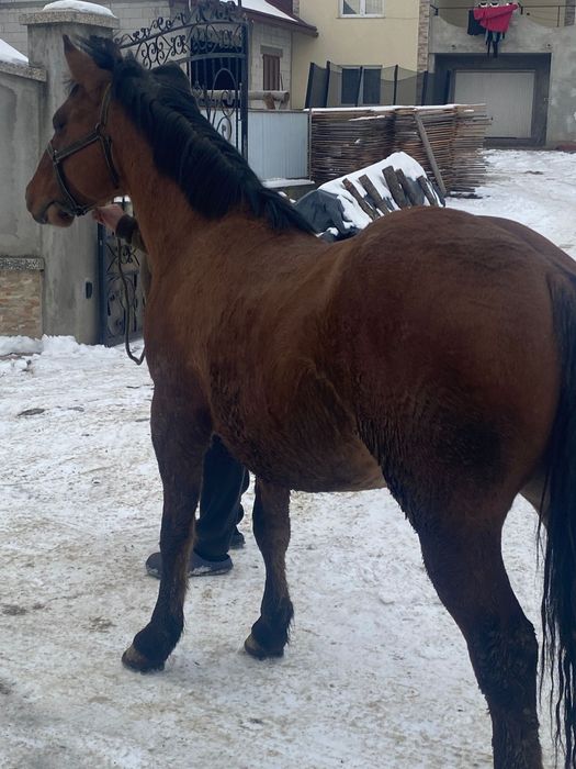 Mânz de 1.6 luni de vânzare