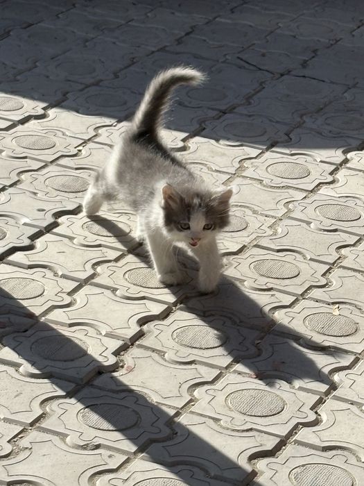 Котенка в добрые руки