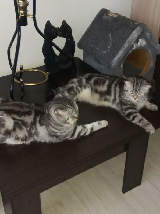 Продам шотландских котят.