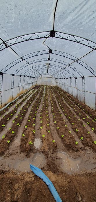 Продава се УПИ 1.085 дка в с. Избеглии