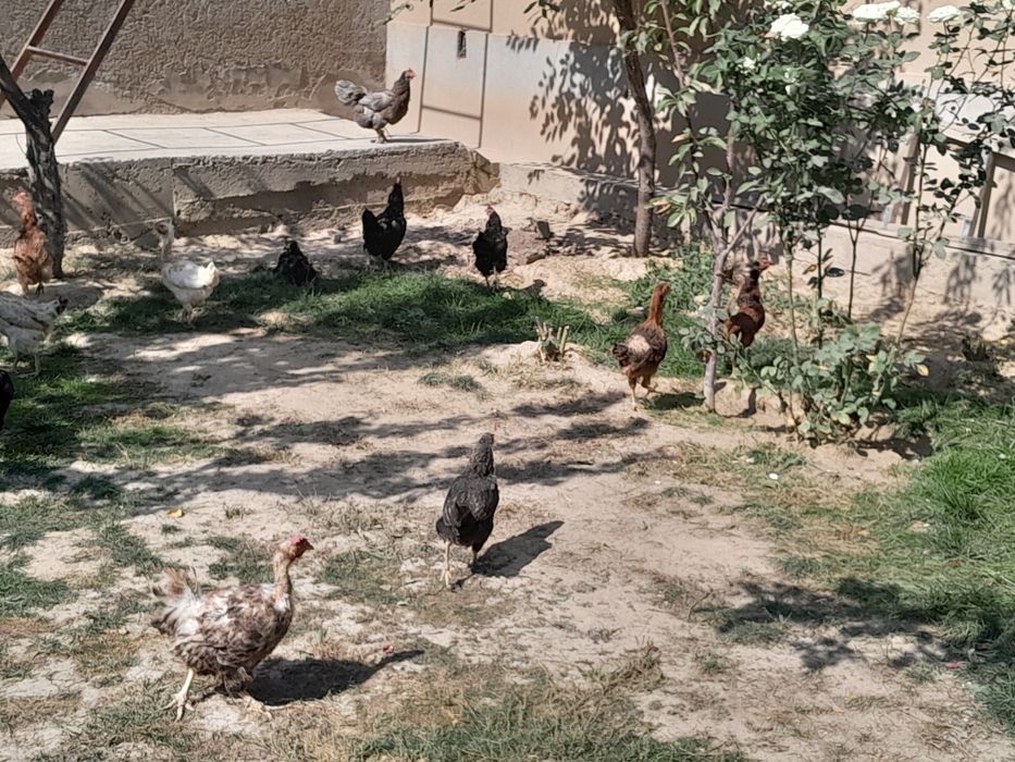 Makiyonlar sotiladi ‼️