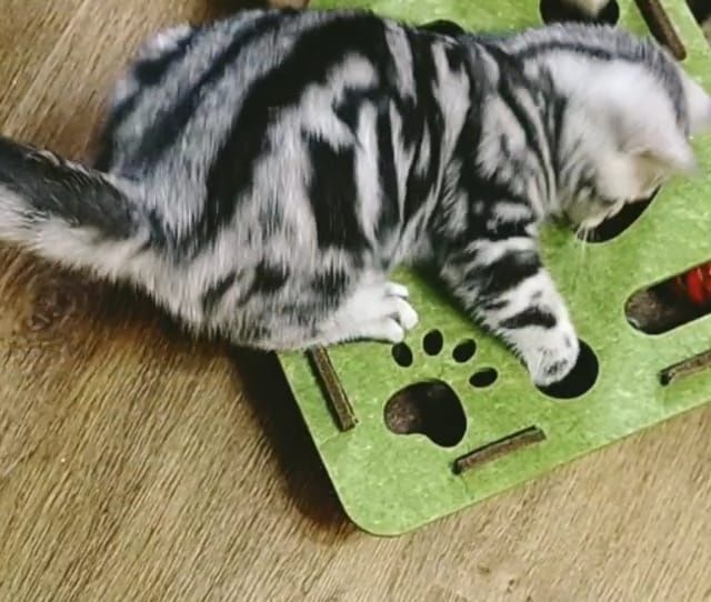 Шикарный шотландский котенок мальчик