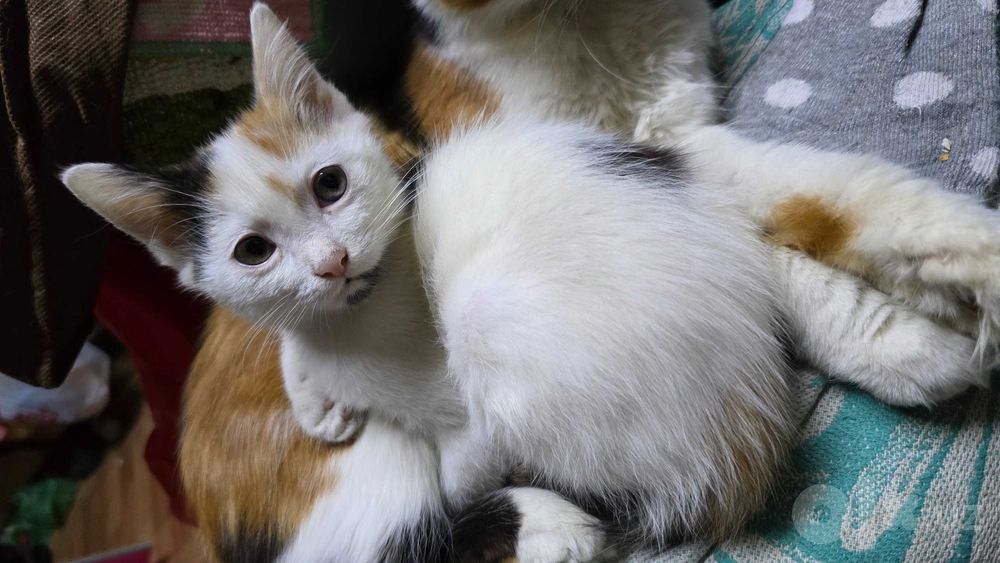 Отдам котёнка в хорошие руки
