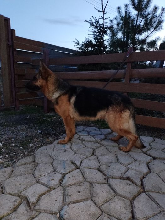 Щенки немецкой овчарки