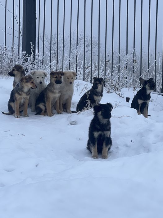 Отдам щенят в добрые руки