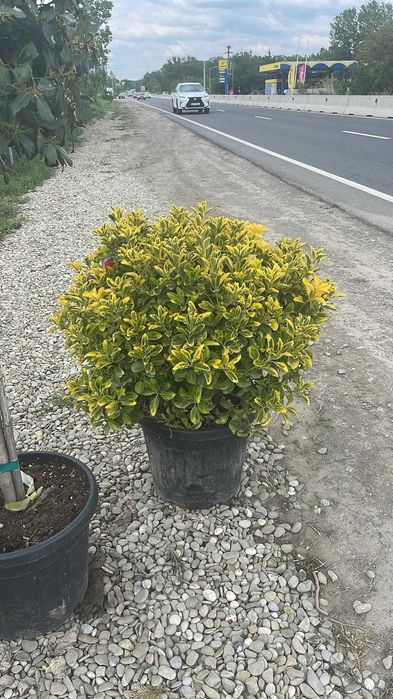 Plante Ornamentale pentru Amenajări Premium