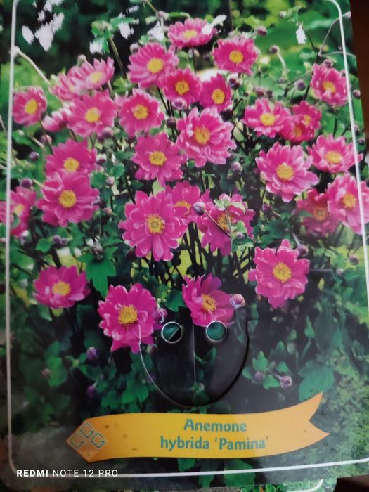 Садовые растения.