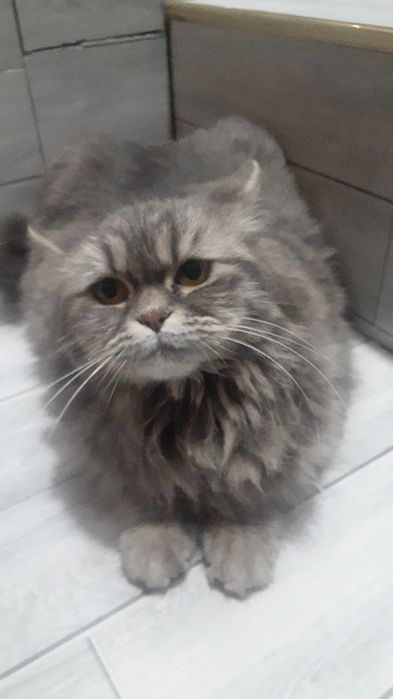 Sibiriski mushuk zotor kelishtiramiz