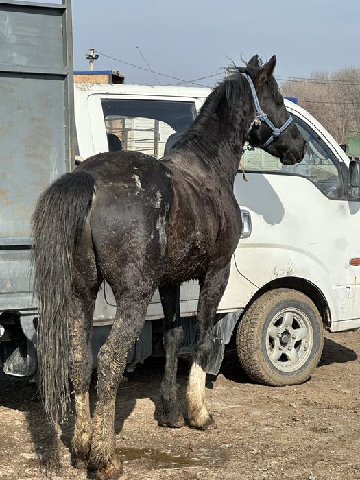 Айгыр жеребец конь айғыр