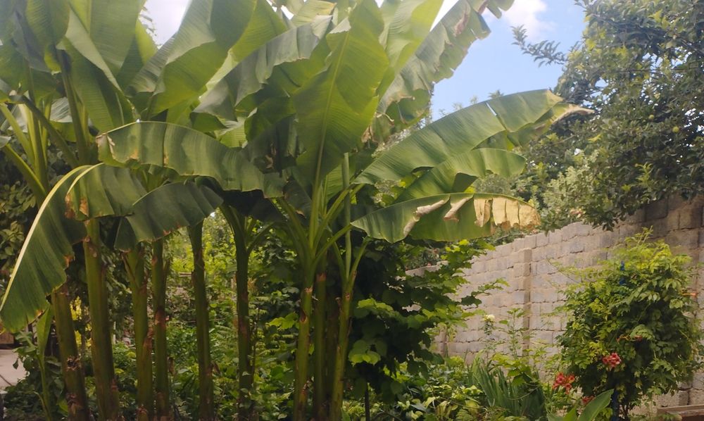 Банан ку́чатлари екишга таёр холатда срочная сотилади