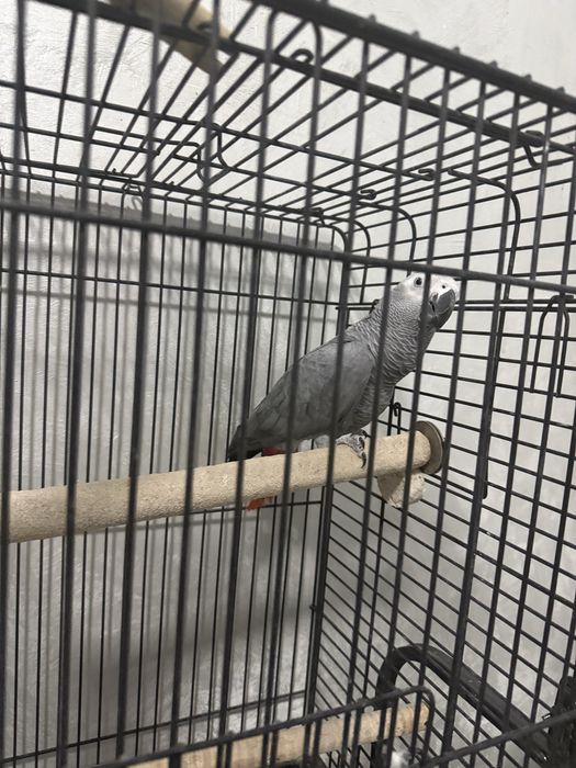 Jako (African Grey) papugay