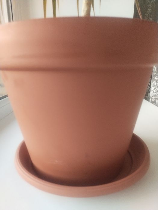 домашняя пальма расстения