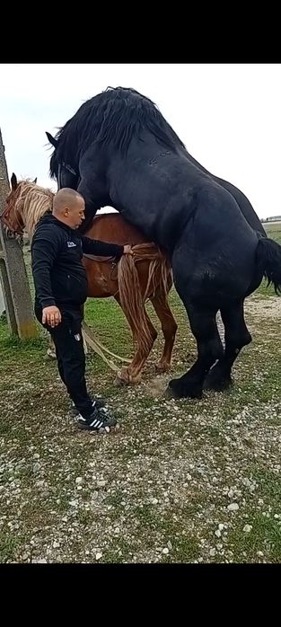 Manz de 4luni de vanzare