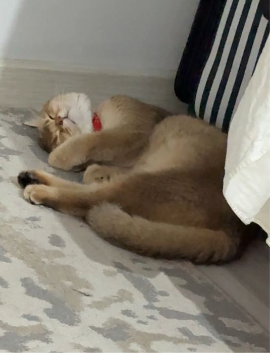 Кот золотая шиншилла