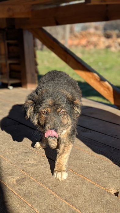 Подаряваме кученце