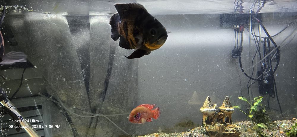 Продам аквариум с рыбками