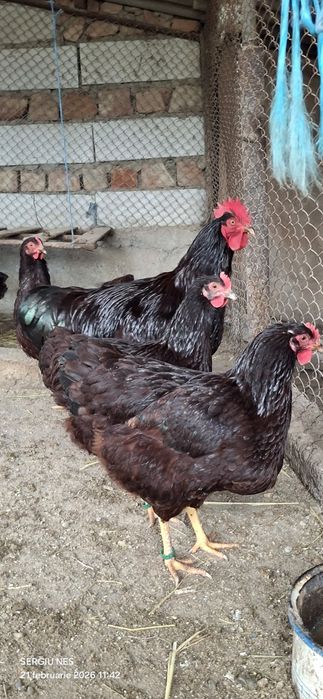 Ouă australorp,rhode island și moțate