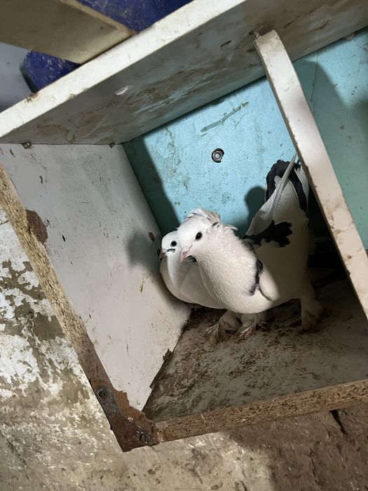 Хочу хочу продать очень хороший красивый