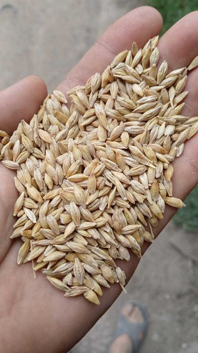 Мука (ұн), отруби (кебек) в оптом!!!