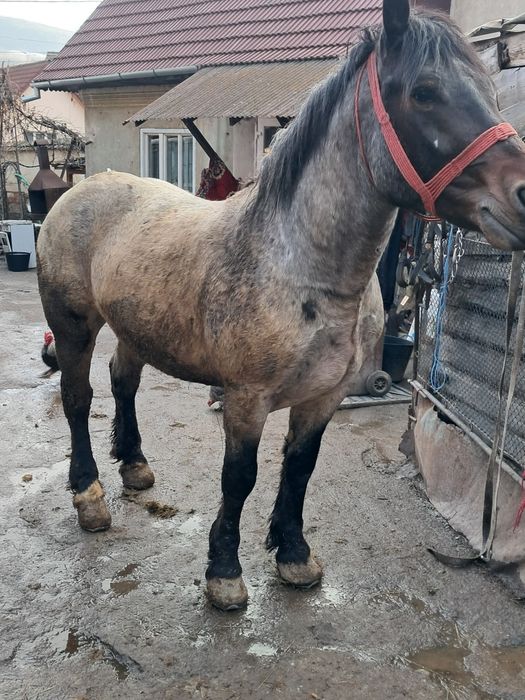 Vând mânz de 3 anii garantat de ham și foarte cuminte