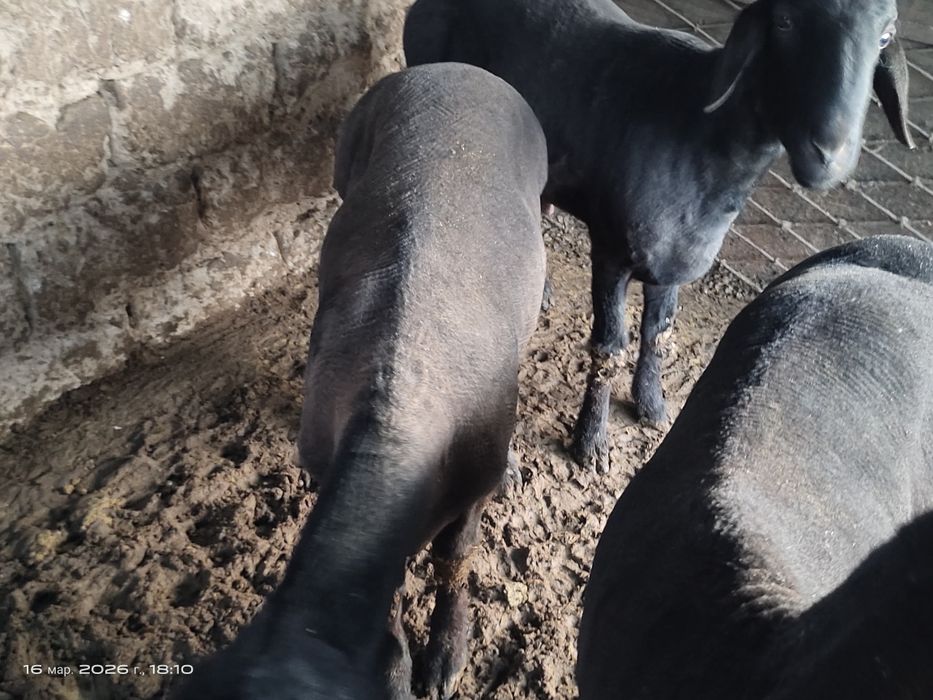 Куйлар супер нархда.