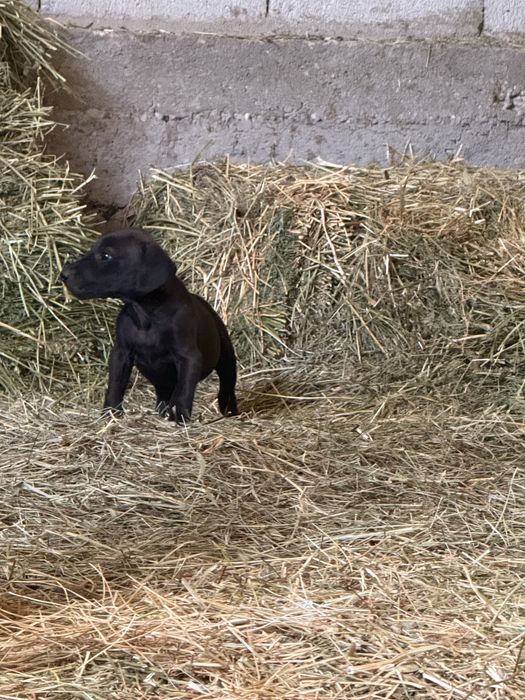 Тазы күшіктер.