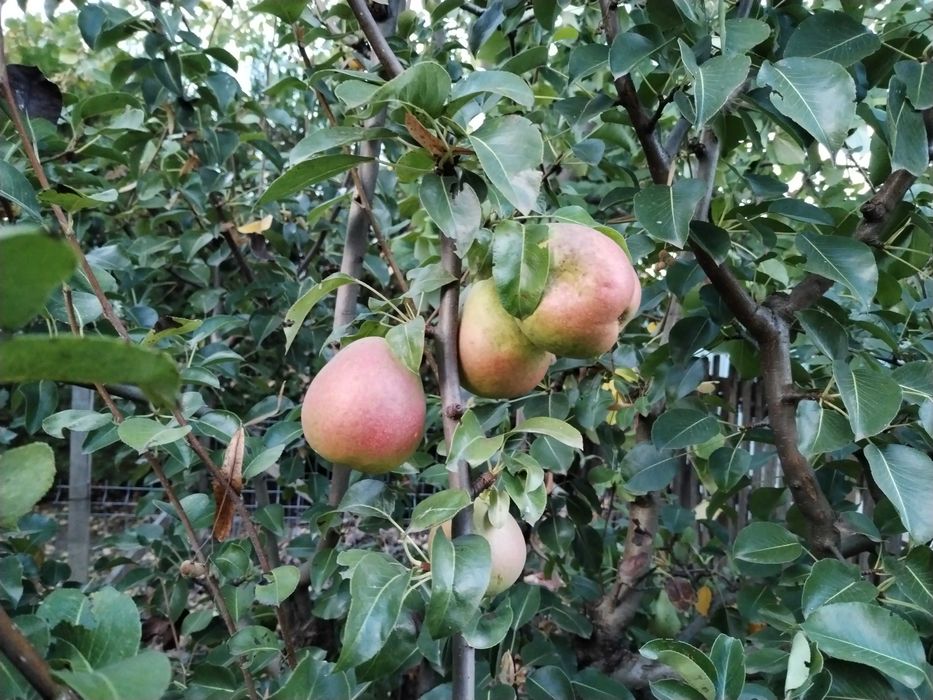 Mere și pere de vânzare în Magura