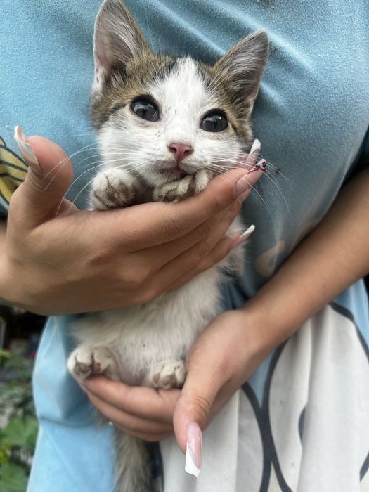 Котята в добрые руки ! Срочно