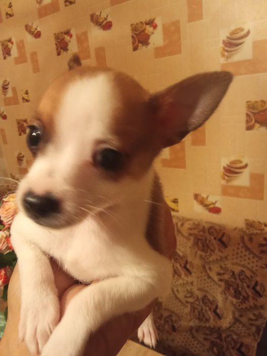 Мини тойтерьерчики