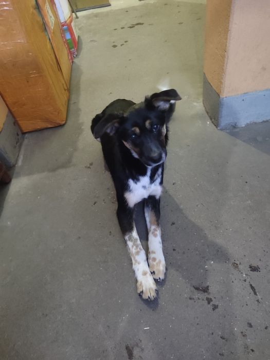 Отдам щенка в хорошие руки