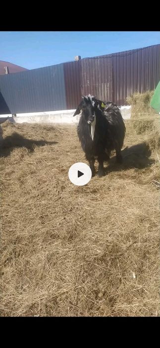Продам козу с козленком
