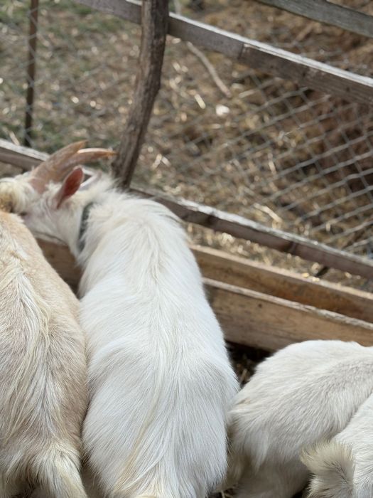 Capre sannen de vânzare