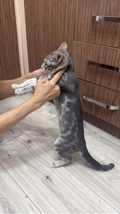 Продается породистый котенок