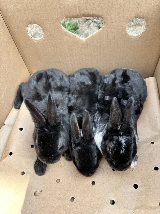 Iepuri Rex Negru