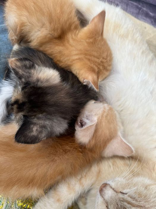 Котят отдам в любящие руки