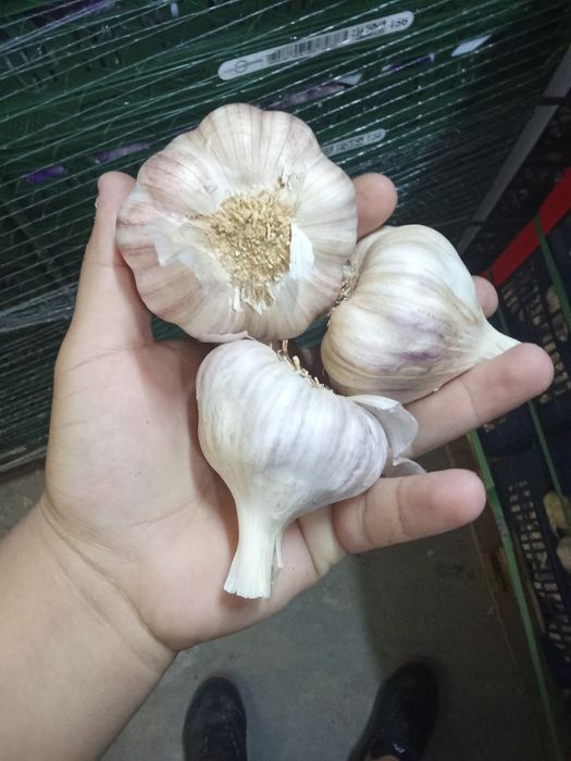 Vând usturoi calitatea1 alb și roșu !!