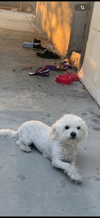 Cățeluși Bichon Maltez