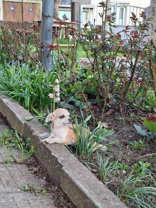 Чихуа-мини пинчер